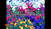 -= Цветными красками =-, сборник мелодий. Автор: Виталий Дружинин.